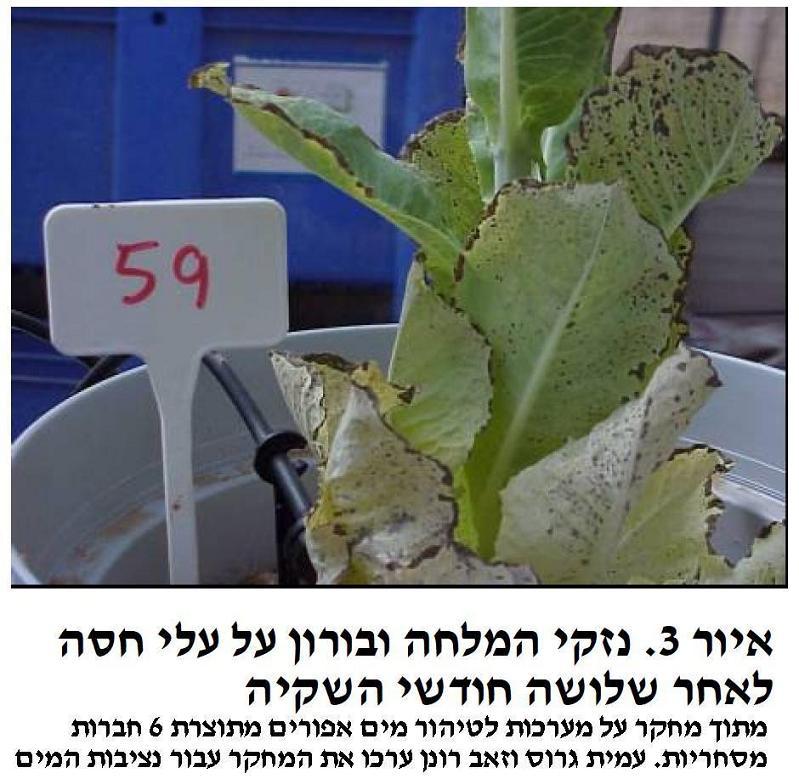 Grey-gray-water-untreated-damage-lettuce-Hametaher-Gross-Ronen-Israel